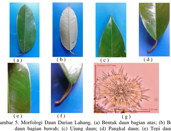 Gambar  5.  Morfologi  Daun  Durian  Lahung.  (a)  Bentuk  daun  bagian  atas;  (b)  Bentuk  daun  bagian  bawah;  (c)  Ujung  daun;  (d)  Pangkal  daun;  (e)  Tepi  daun;  (f)  Tangkai daun; dan (g) Trikomata daun durian lahung