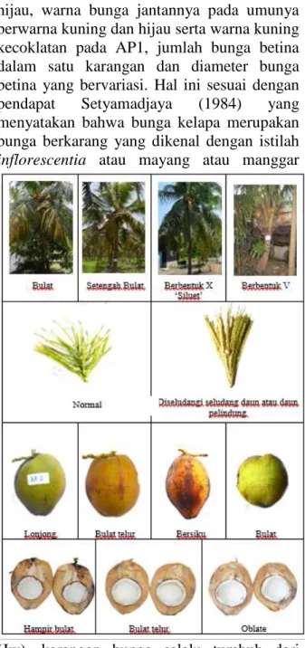 Gambar  1.  Perbedaan  Karakter  Morfologis  Pohon, Bunga dan Buah Kelapa di  Kecamatan  Pangkalan  Brandan,  Kecamatan  Pangkalan  susu,  dan  Kecamatan Sei Bingei 