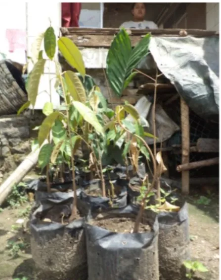 Gambar 1. Bibit durian hasil  perbanyakan  generatif  oleh  petani Desa Lau Bagot 