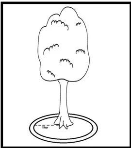 Gambar 3. Pemupukan   dengan  membenamkan  pupuk                      dalam rorak di sekeliling pohon 
