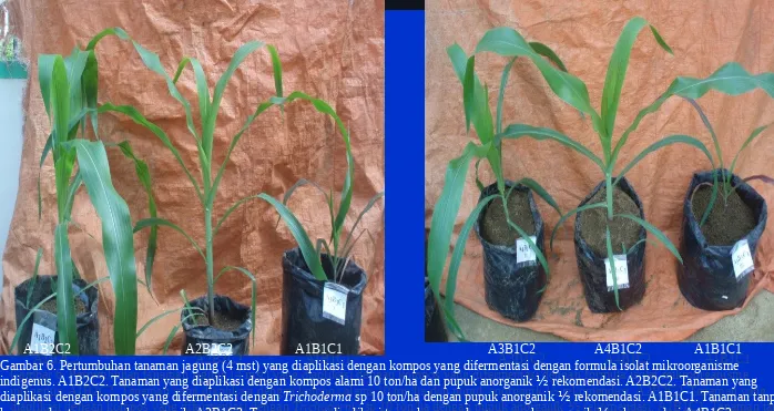 Gambar 6. Pertumbuhan tanaman jagung (4 mst) yang diaplikasi dengan kompos yang difermentasi dengan formula isolat mikroorganisme Gambar 6