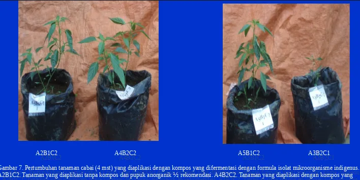 Gambar 7. Pertumbuhan tanaman cabai (4 mst) yang diaplikasi dengan kompos yang difermentasi dengan formula isolat mikroorganisme indigenus