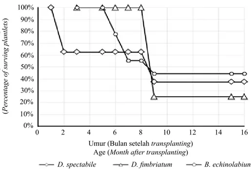 Gambar 1.   Grafik persentase plantlet anggrek yang berhasil hidup selama kurun waktu aklimatisasi  (jumlah awal plantlet D