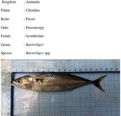 Gambar 2. Ikan Kembung (Rastrelliger spp.)  