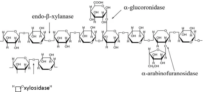 Gambar 2.5 Struktur molekul hemiselulosa (Asror, K.2017) 