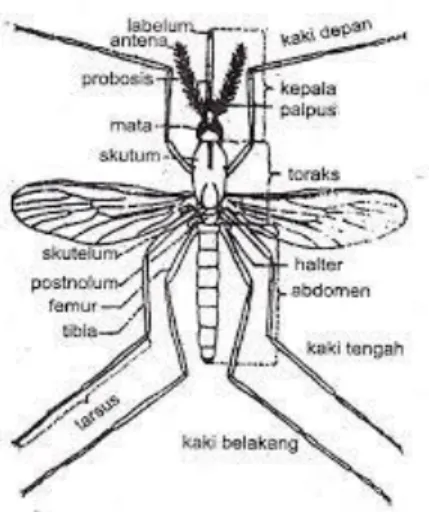 Gambar 2.1 Morfologi Nyamuk 