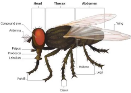 Gambar 2.2 Morfologi Lalat 