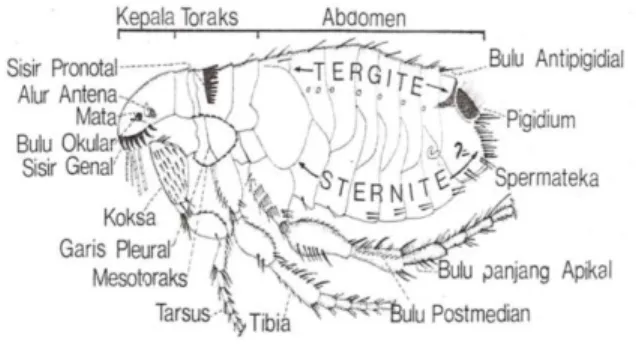 Gambar 3.5 Morfologi Pinjal 
