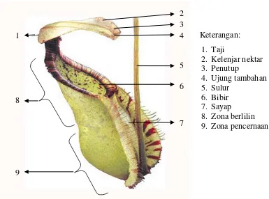 Gambar 2.1 Morfologi Kantung Nepenthes spp.  