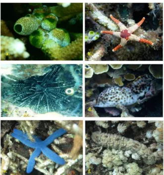 Gambar  5.  Jenis  megabenthos  pemangsa  polip  karang  yang  ditemukan  di  perairan  Labuhan  Pandan  Lombok  Timur  (a