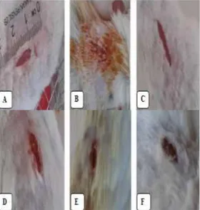 Gambar  1.  Perbandingan  gambaran  kesembuhan  luka  sebelum  hewan  mati  hari  pertama  dan  hari  ke  delapan  pasca  incisi