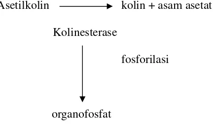 Gambar 2.1 Reaksi pengikatan kolinesterase dengan organofosfat.