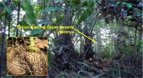 Gambar 1. Tanaman gadung Dayak di tengah-tengah hutan Kalimantan Timur dan tumbuh dengan subur meskipun berada di bawah naungan tanaman hutan lainnya 