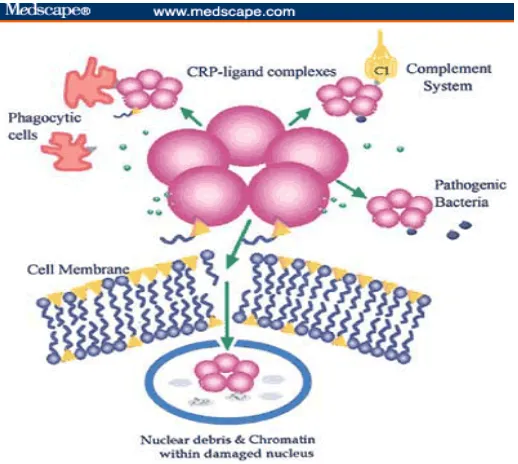 Gambar 7. Induction and synthesis of CRP in hepatocytes 