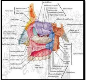 Gambar 1. Anatomi tulang dinding lateral hidung.7  