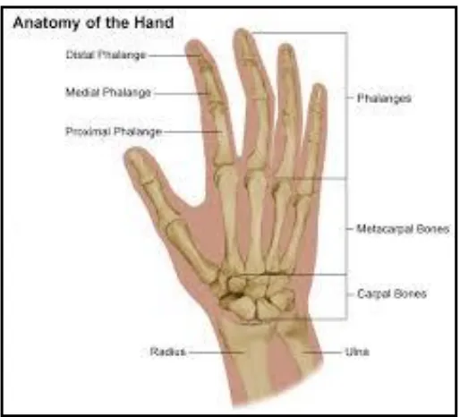 Gambar 7. Anatomi jari tangan tulang Phalangeal25