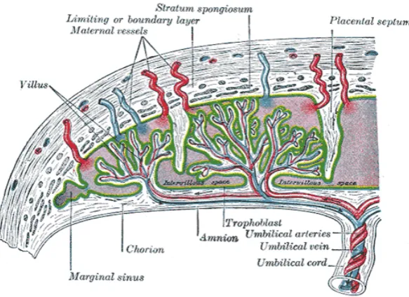 Gambar 2.1 Anatomi Plasenta 