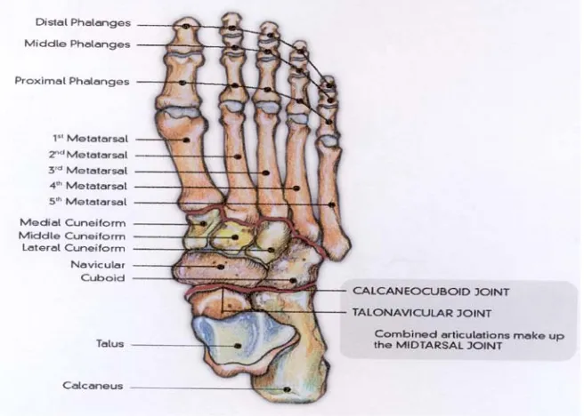Gambar 1. Tulang telapak kaki kanan (tampak belakang) 