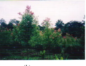 Gambar 1        (a) Cinnamomum burmanii  