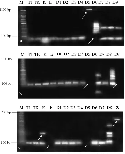 Gambar 4.4. Pola pita polimorfik DNA dari planlet tunas apikal kelapa sawit dengan primer SSR: (a) Primer P1A0, (b) Primer P4T12a dan (c) Primer P1T6, (M=Marker 100 bp, (TI)=Tanaman Induk, (TK)=Tanaman Abnormal hasil Kultur Jaringan, K=Kalus, E=Embrio, D1=K0N0 (Kinetin dan NAA 0 mg/L), D2=K0N1 (NAA 0,05 mg/L), D3=K0N2 (NAA 0,1 mg/L), D4=K1N0 (kinetin 0,1 mg/L), D5=K1N1 (kinetin 0,1 mg/L dan NAA 0,05 mg/L), D6=K1N2 (kinetin 0,1 mg/L dan NAA 0, 1 mg/L), D7=K2N0 (kinetin 0,2 mg/L), D8=K2N1 (kinetin 0,2 mg/L dan NAA 0,05 mg/L), D9=K2N2 (kinetin 0,2 mg/L dan NAA 0,1 mg/L) dan tanda = perubahan pita DNA) 