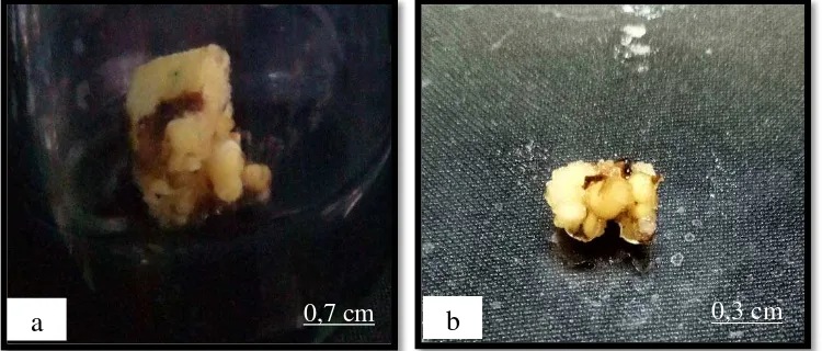 Gambar 4.1. Kultur tunas apikal kelapa sawit (a) Eksplan tunas apikal pada media  Y3 + 2,4-D 130 ppm (b) Kalus embrionik tunas