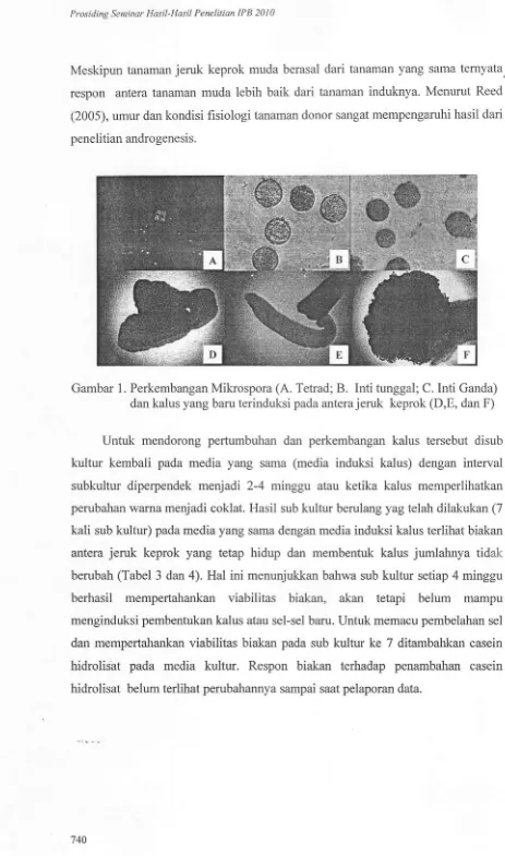 Gambar 1. Perkembangan Mikrospora (A. Tetrad; B. Inti tunggal; C. Inti Ganda) 