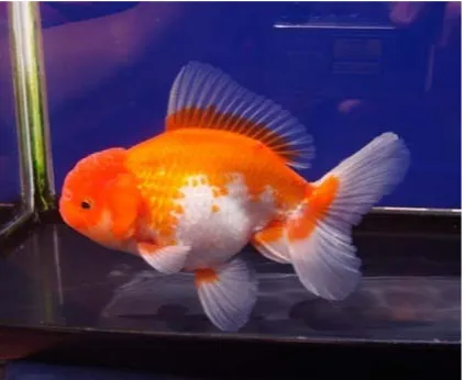 Gambar 3. Ikan Maskoki Jantan 