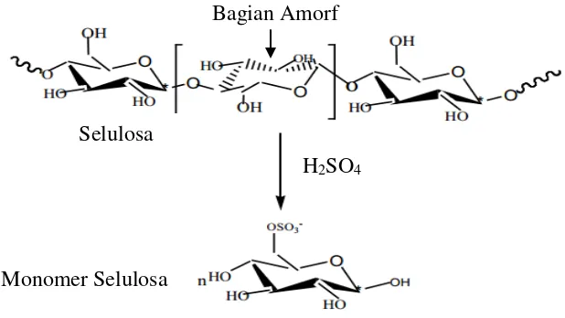 Gambar 4.2 Reaksi Hidrolisis Selulosa dengan Asam Sulfat (H2SO4)  