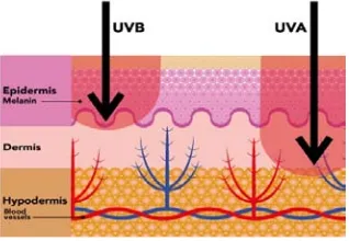 Gambar 2.3 Penetrasi Sinar UV terhadap kulit (www.sante.gouv.qc.ca). 