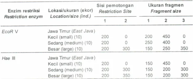 Figure  4.  Template  DNA  digested  with EcoR  V  and Hae  lll  restriction enzym of pond  reared  black  tiger shrimp  at  different  size  from  East  Java broodstock