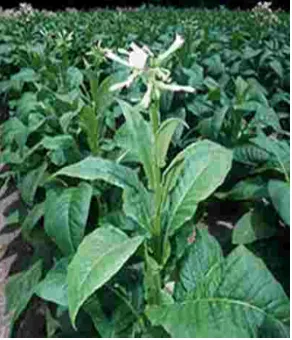 Gambar 1 : Tanaman tembakau deli (Nicotiana tabacum L.) Sumber : http://buahku.files.wordpress.com/2010/09/tembakau.jpeg 