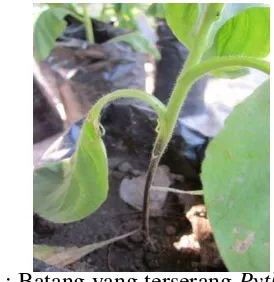 Gambar 4 : Batang yang terserang Pythium spp. 