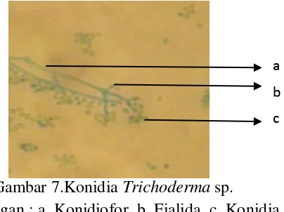 Gambar 7.Konidia Trichoderma sp.  