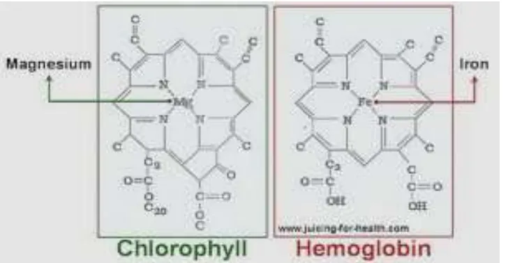 Gambar 1. Struktur Hem pada Klorofil Tumbuhan dan Hemoglobin             (www.juicing –for-health.com.2011)4 