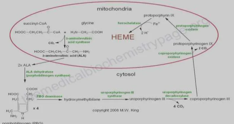 Gambar 3. Urutan Asam Amino pada Globin Manusia (Burmester  et al,2002)15 NGB=Neuroglobin, CYGB=Cytoglobin, MB=Myoglobin, Hb=Hemoglobin 