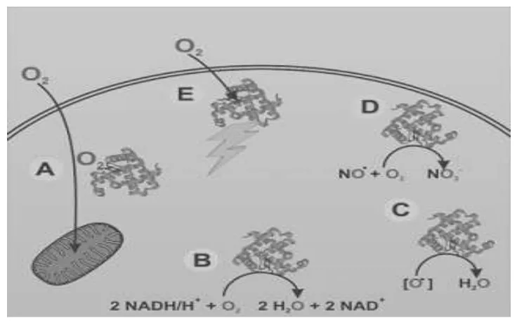 Gambar 4. Fungsi Neuroglobin (Burmester et al,2004) 16