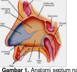 Gambar 1. Anatomi septum nasi10 