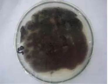 Figure 3. agarAspergillus niger’s colony on Sabouroud  