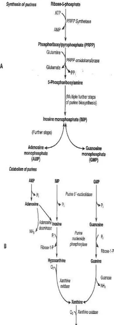 Gambar 2. Metabolisme Asam Urat6 