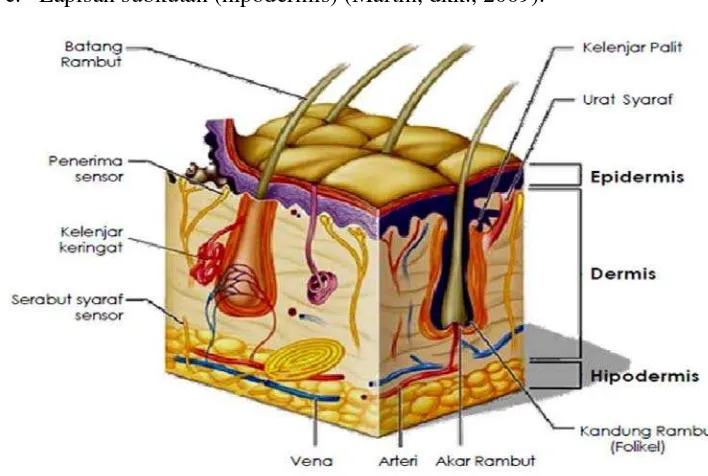Gambar 2.1 Penampang struktur kulit (Arisanty, 2013). 