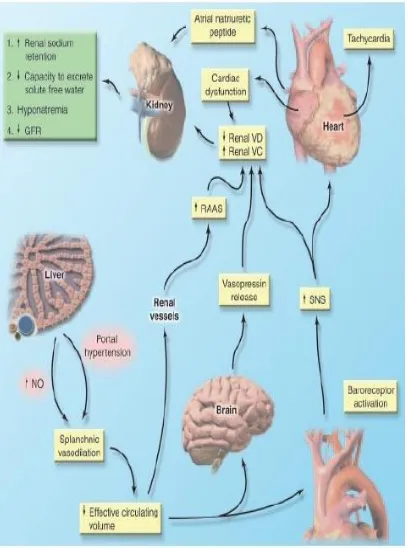 Gambar 1: Mekanisme sindrom hepatorenal.4  