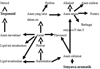 Gambar I.1. Jalur metabolisme umum