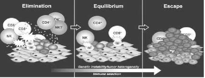 Figure 3: Immunoediting, ability of the immune system to detect tumor cells, destroy them and finaly  escape from it (Dunn et al., 2004) 