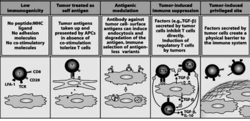 Figure 4: Mechanisms by which tumors avoid immune recognition (Janeway,2008) 