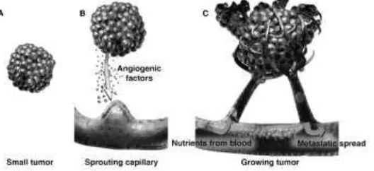 Figure 5: Tumor angiogenesis and neovasculature (Siemann, 2002) 