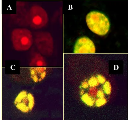 Figure 3 : Confocal microscopy of  apoptosis 