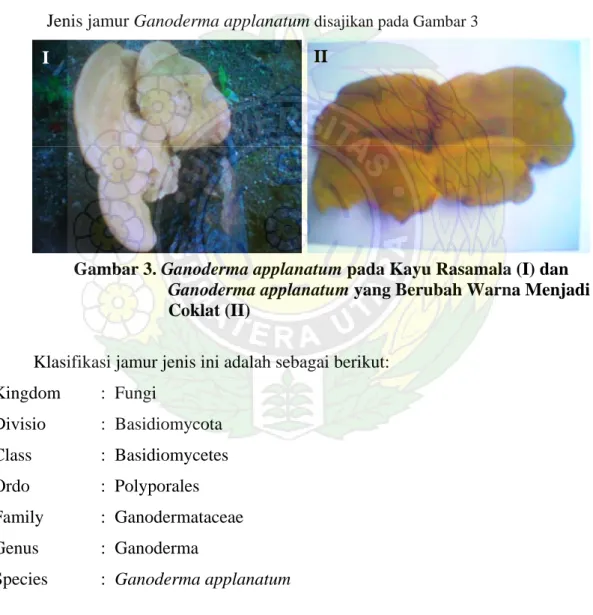 Gambar 3. Ganoderma applanatum pada Kayu Rasamala (I) dan 
