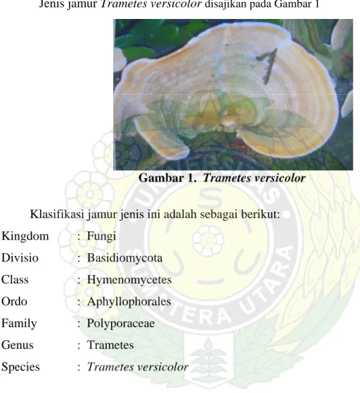 Gambar 1.  Trametes versicolor  