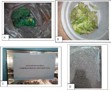 Gambar 3.2 : A. Pengumpulan daun P guajava L; B. Pencucian daun ;           C. Pengeringan daun di lemari pengering ; d