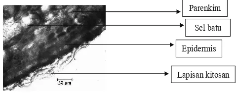 Gambar 1.  Penampang lintang kulit buah sawo dengan pelapisan kitosan (perbesaran 400X)